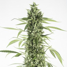 Насіння Auto Moby Dick XL Feminised Gold