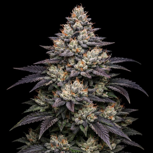 Auto Moonshine Cookies Feminised Gold