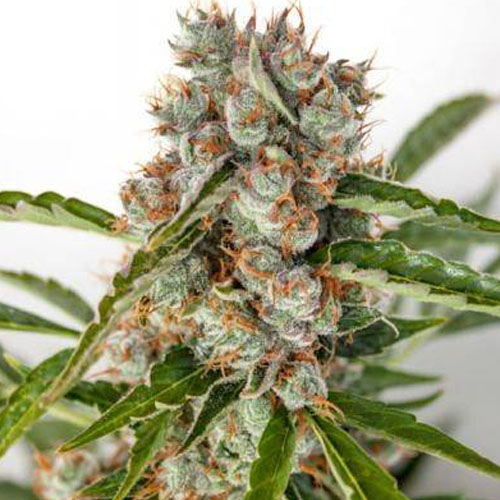 Насіння Auto Orange Bud Feminised Gold