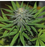 Насіння Auto Pineapple Feminised Gold