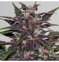 Насіння Auto Purple Kush Feminised Gold