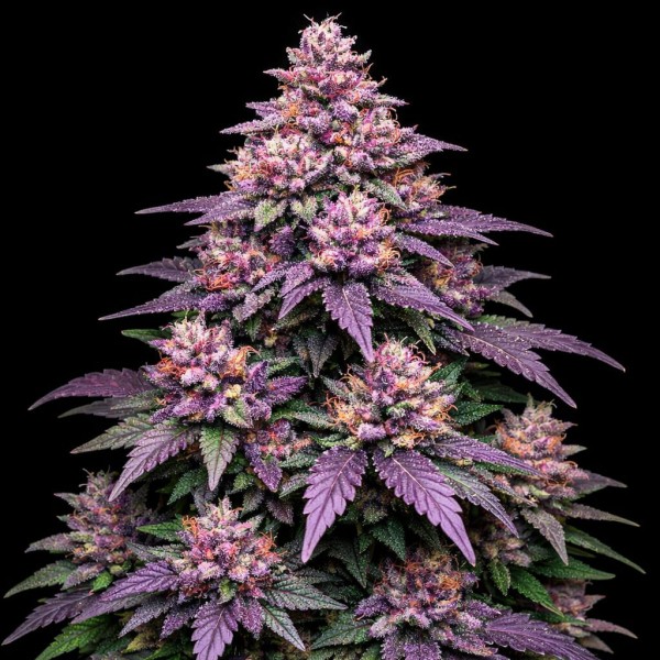 Насіння Auto Purple Punch Feminised Gold