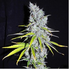 Насіння Auto Skunk Haze Feminised Gold