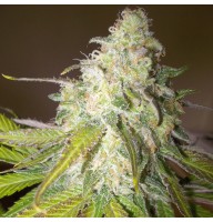 Насіння Auto Sour Diesel Feminised Gold