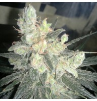 Насіння Auto Super Lime Haze Feminised Gold