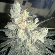 Насіння Auto Super Lime Haze Feminised Gold