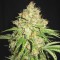 Насіння Auto F*cking Dead Russian Feminised Gold (Auto White Russian Feminised Gold)