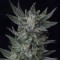 Насіння Auto Bubble Gum Feminised Gold
