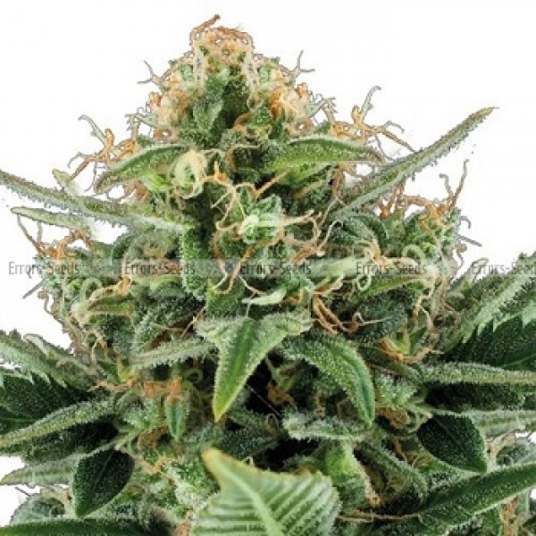 Насіння Auto Jack Herer Feminised Gold