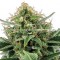 Насіння Auto Jack Herer Feminised Gold
