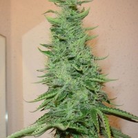 Насіння Big Bud Feminised Gold