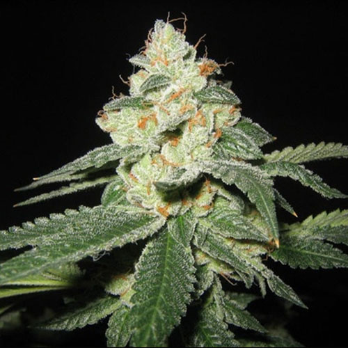 Big White Shark Feminised Gold