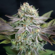 Насіння Blue Dream Feminised Gold