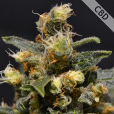 Насіння CBD AK-47 Feminised Gold