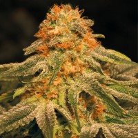Насіння Auto Orange Feminised Gold