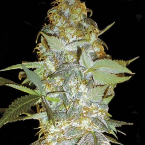 Насіння Euforia Feminised Gold