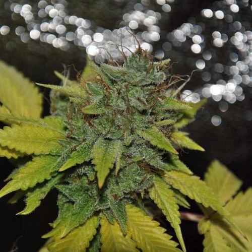 Grapefruit Diesel Feminised Gold