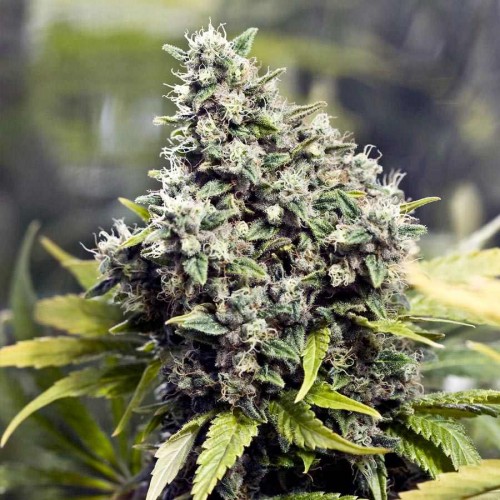 Насіння Grapefruit Feminised Gold