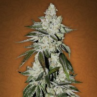 Girls Scout Cookies Feminised Gold