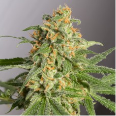 Насіння Green Crack Feminised Gold