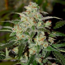 Насіння Auto Cookies Feminised Gold