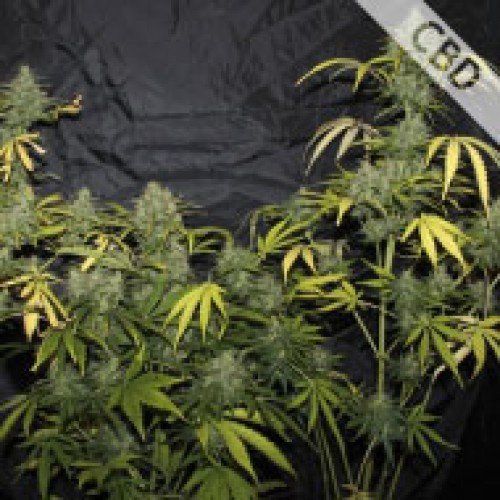 Насіння CBD Amnesia Feminised Gold