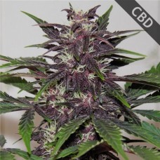 Насіння CBD Blueberry Feminised Gold