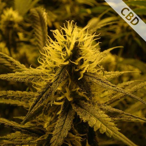 CBD Lemon Skunk Feminised Gold
