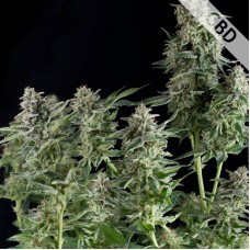 Насіння Auto CBD Northern Lights Feminised Gold