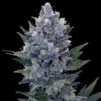 Насіння Northern Lights Feminised Gold