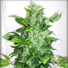 Насіння Auto Big Bud Feminised Gold