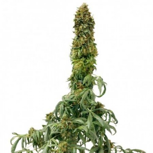 Насіння Auto Sweet Tooth Feminised Gold