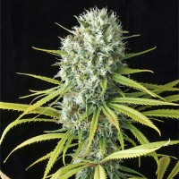 Fast Version Amnesia Seeds