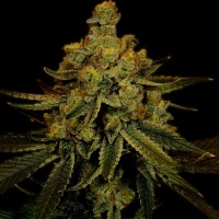 Насіння Fast Version Big Bud