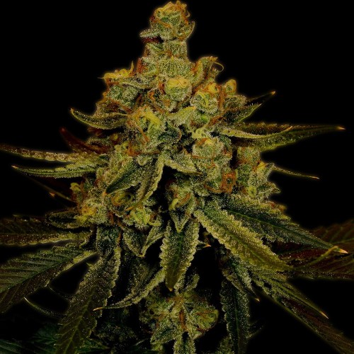 Fast Version Big Bud Seeds