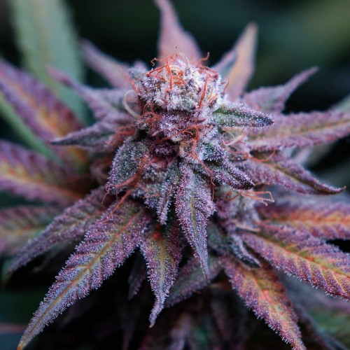 Насіння Fast Version Blue Dream