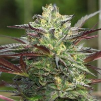 Насіння Fast Version Girls Scout Cookies
