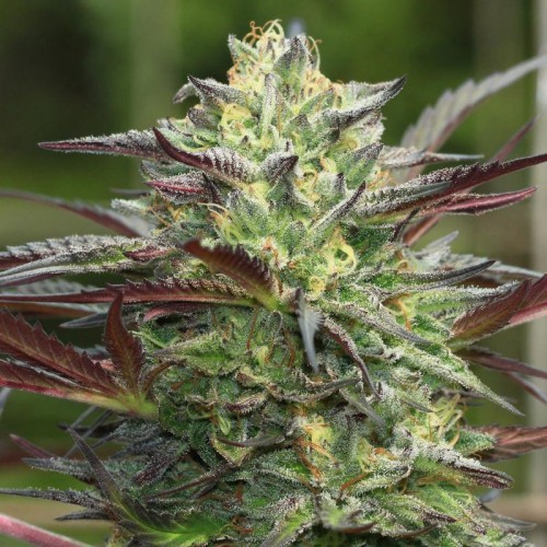 Насіння Fast Version Girls Scout Cookies