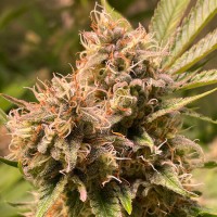 Fast Version Gorilla Glue
