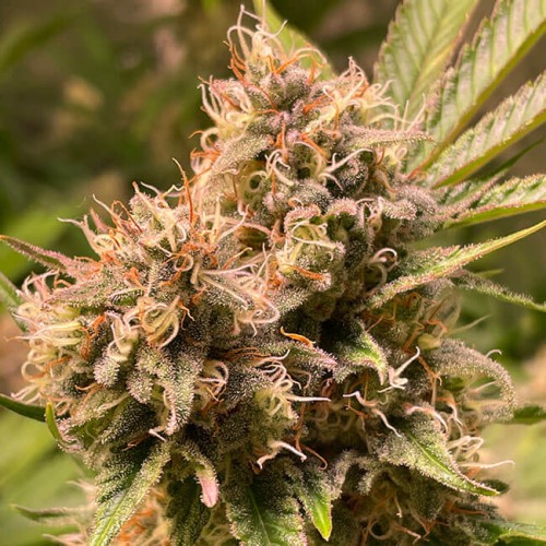Насіння Fast Version Gorilla Glue