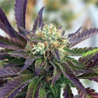 Насіння Fast Version Grandaddy Purple