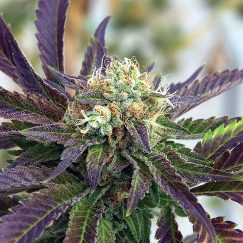 Насіння Fast Version Grandaddy Purple