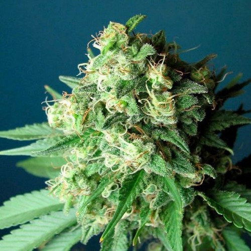Насіння Fast Version Green Crack