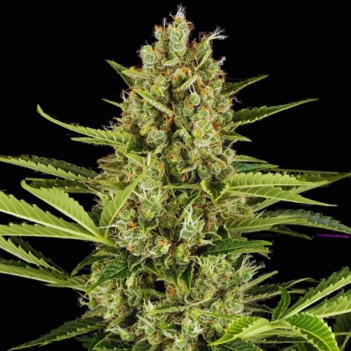Насіння Fast Version Jack Herer