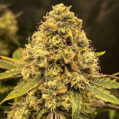 Насіння Fast Version Lemon Haze