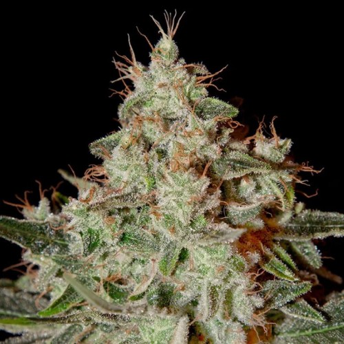 Насіння Fast Version Lemon Skunk