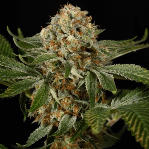 Насіння Fast Version OG Kush