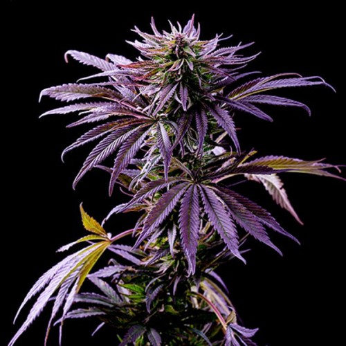 Насіння Fast Version Purple Punch