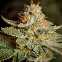Насіння Fast Version Sour Diesel