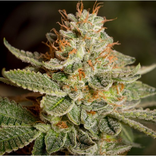 Насіння Fast Version Sour Diesel